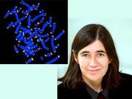 Теломеры (отмечены белым цветом) на концах хромосом (выделены синим цветом) и Мария Бласко - автор новой методики. Иллюстрация из Википедии и сайта lifelength.com