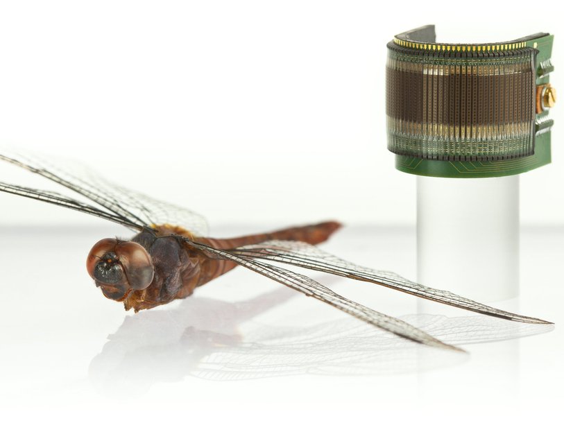 Size comparison between CURVACE and a dragonfly, фото: www.curvace.org