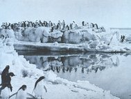 Пингвины Адели на мысе Адэр. Фото Джорджа Левика