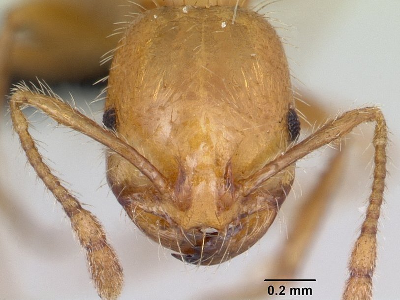 Голова муравья Solenopsis geminata