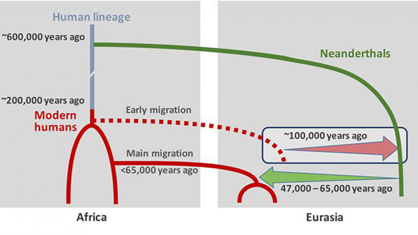  homo sapiens    neanderthalensis   