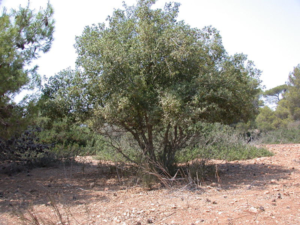 800px-Quercus_calliprinos_tree_1.JPG