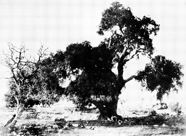 oak1856.jpg