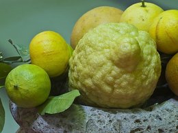 Плоды цитрусовых