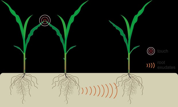 Ученые обнаружили систему корневой коммуникации у растений