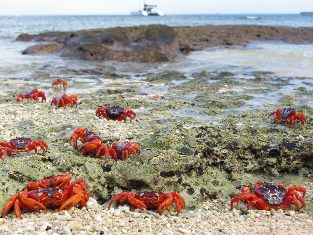 Сухопутные крабы Gecarcoidea natalis, обитающие на Острове Рождества и Кокосовых островах, ежегодно мигрируют к берегу моря для спаривания и откладывания яиц
