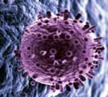 Вирус гриппа проникает в клетку человека. Иллюстрация