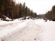 Химкинский лес. Фото: Мария Климова