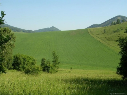 Бескрайние поля Алтая