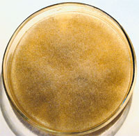  Каннигхамелла шиповатая (Cunninghamella echinulata) применяется для очистки воды от ионов металлов.