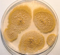 Аспергиллус склероциальный (Aspergillus sclerotiorum) применяется для выделки кож и в текстильной промышленности.