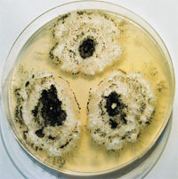 Миротециум бородавчатый (Myrothecium verrucaria) поражает растения, размножается на бумаге, на тканях. Используется при производстве ферментов для переработки целлюлозы и определённых сортов бумаги и картона.