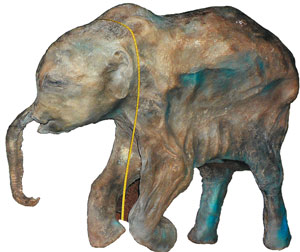 Длина тела ямальского детёныша — 94 см, высота (в средней части спины) — 97 см. Хобот находки немного деформирован (вдавлен в области соединения со лбом).