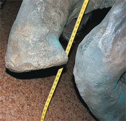 На передней поверхности передних стоп «мамонтёнка Любы» сохранились углубления от ногтевых (копытных) фаланг — по три на каждой ноге.