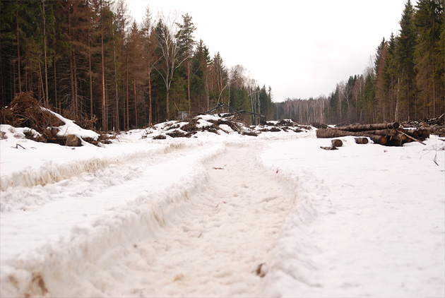 Химкинский лес