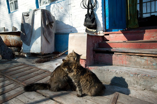 Кошки во дворе одного из домов в Чернобыле. Фото: Михаил Фомичев/РИА Новости
