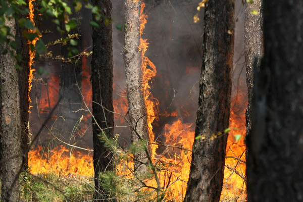 Пожар в лесу. Фото: Алексей Куденко/РИА Новости