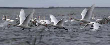 «136 полос весны»