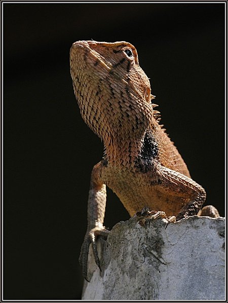 Calotes versicolor, ящерица из 
семейства агамовых. Фото Олега Костерина.