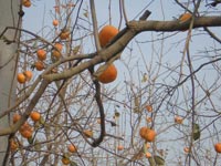 На север от Пекина — фруктовые сады (яблоки и хурма)