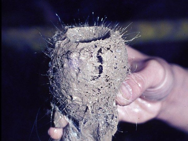 Морская губка. Источник:http://arstechnica.com