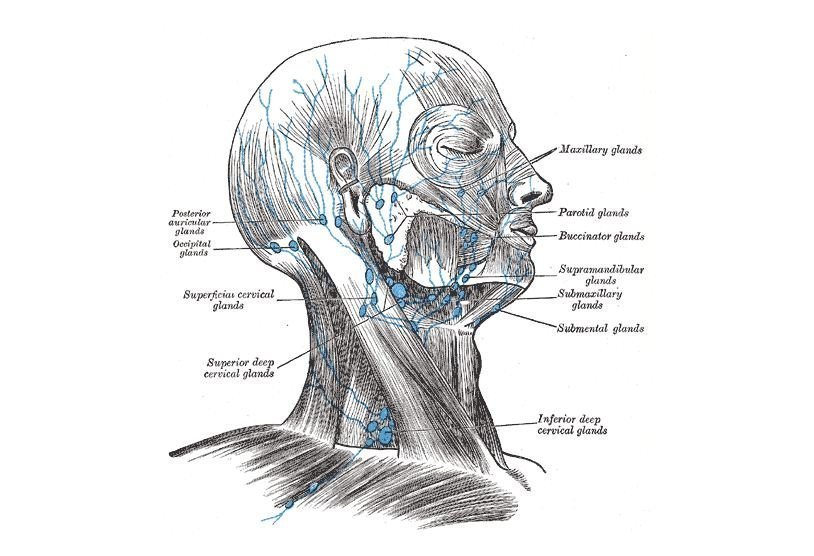 Лимфоузлы на голове человека расположение фото