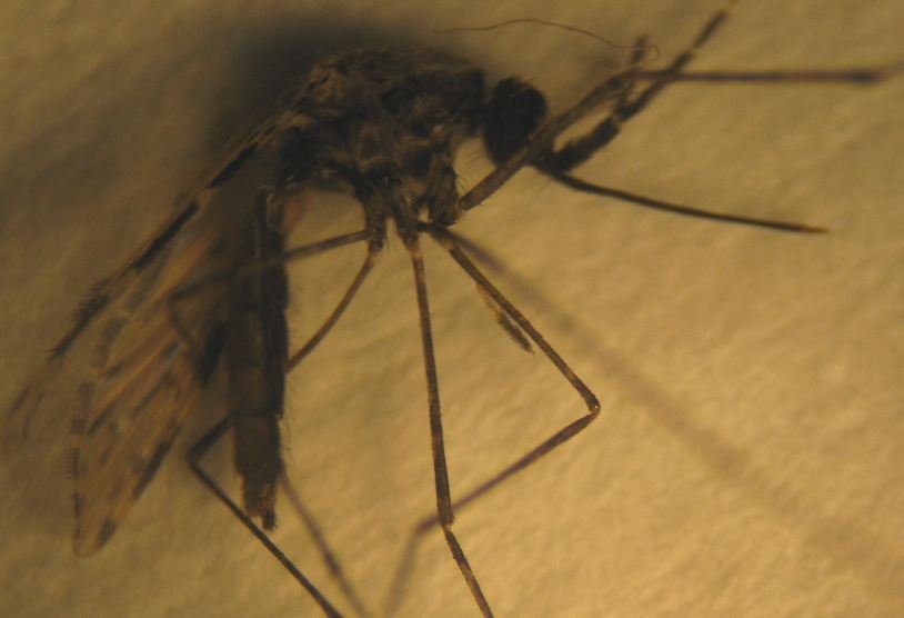 Неназванный вид малярийного комара