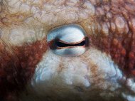Глаз гигантского осьминога Enteroctopus dofleini