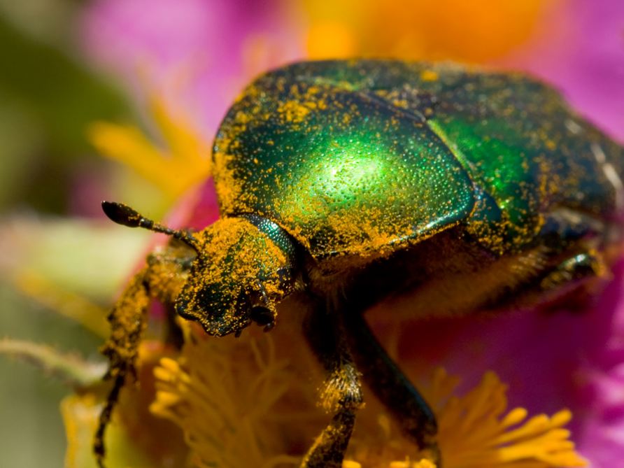 Бронзовка. Золотистая бронзовка. Бронзовка золотистая (Cetonia aurata). Золотистая бронзовка бронзовки. Золотистая бронзовка золотой.