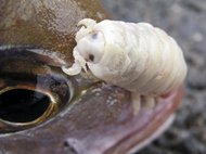 Cymothoa Exigua