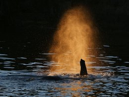 Дикий африканский слон переплывает реку Замбези