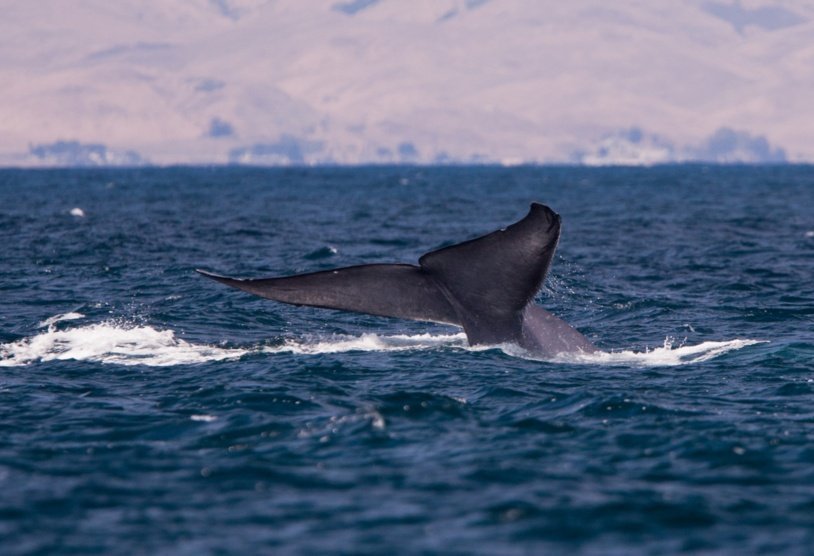 Хвост синего кита. Фото: Mike Baird/Flickr.com