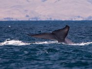 Хвост синего кита. Фото: Mike Baird/Flickr.com