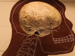 Эндокранный слепок мозга Homo Rudolfensis из экспозиции Национального музея естественной истории США