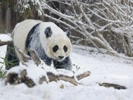 Большая панда (Ailuropoda melanoleuca). Фото: Mei Xiang/Smithsonian's National Zoo