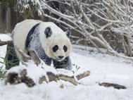 Большая панда (Ailuropoda melanoleuca). Фото: Mei Xiang/Smithsonian's National Zoo