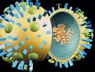 Модель ортомиксовируса гриппа