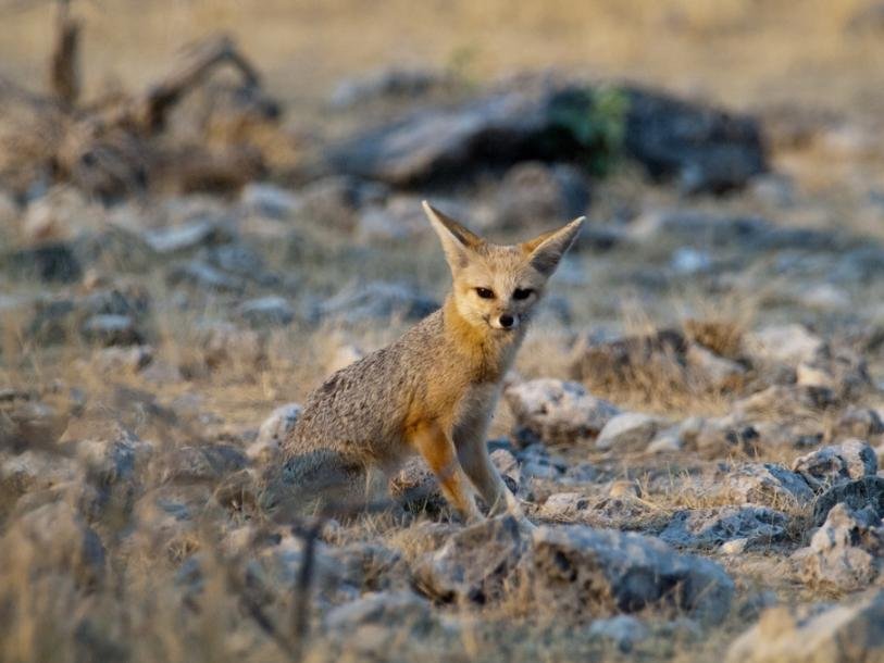 Южноафриканская лисица (Vulpes chama). Возможно, Vulpes skinneri была ее предком