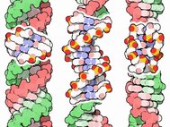 Три формы ДНК: A, B и Z