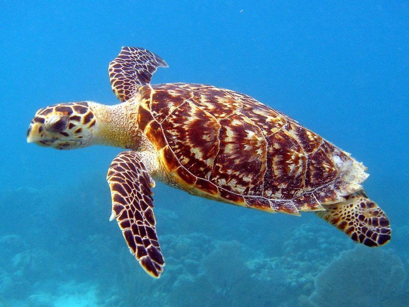 Бисса (Eretmochelys imbricata)