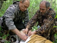 Владимир Путин застегивает на шее уссурийского тигра GPS-ошейник