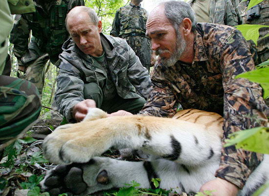 Путин усыпил уссурийского тигра