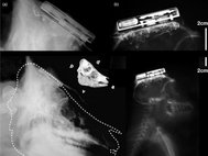 Рентгеновский снимок свиньи и обезьяны с беспроводными мозговыми имплантатами
