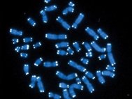 Хромосомы человека. Белыми точками помечены хромосомные «крышки» - теломеры