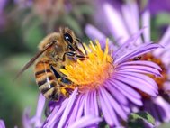 Медоносная пчела (Apis mellifera) добывает нектар