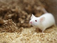 Эмбриональные клетки мышей пригодились инженерам человеческих биозубов