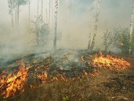 Пожар в лесу