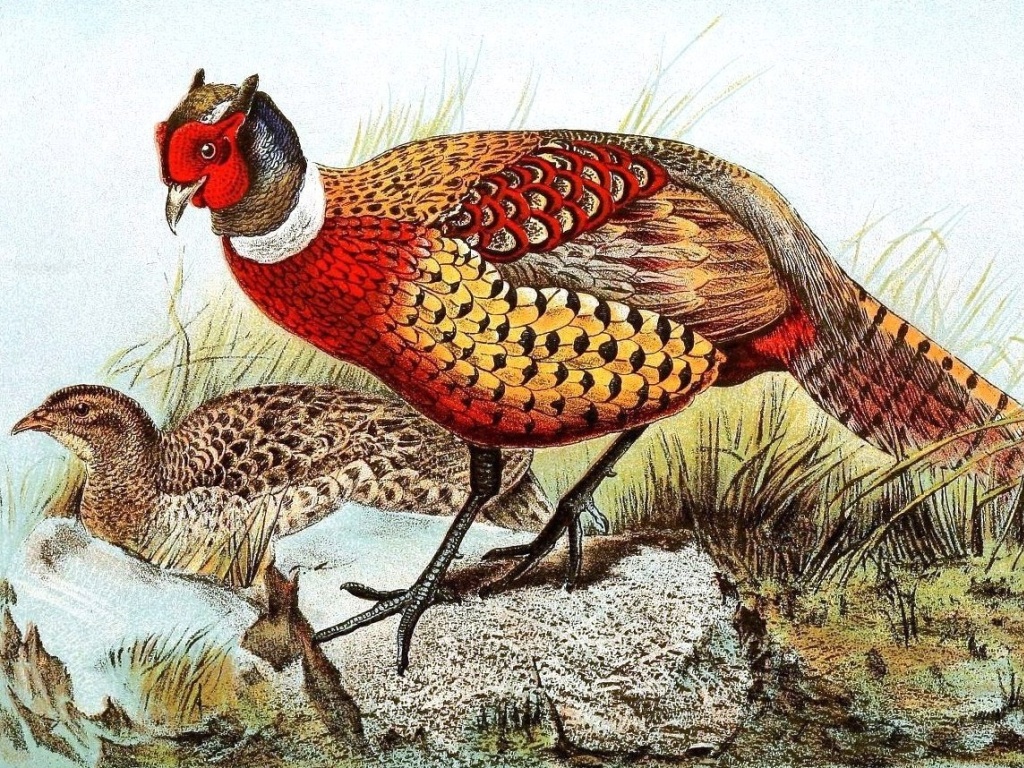 Фазаны (Phasianus colchicus). 