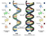 РНК и ДНК