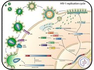 Жизненный цикл вируса СПИДа